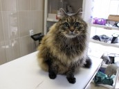 Clinica veterinară va dovedi regiunea St Petersburg și Leningrad