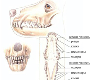 стоматология для собак